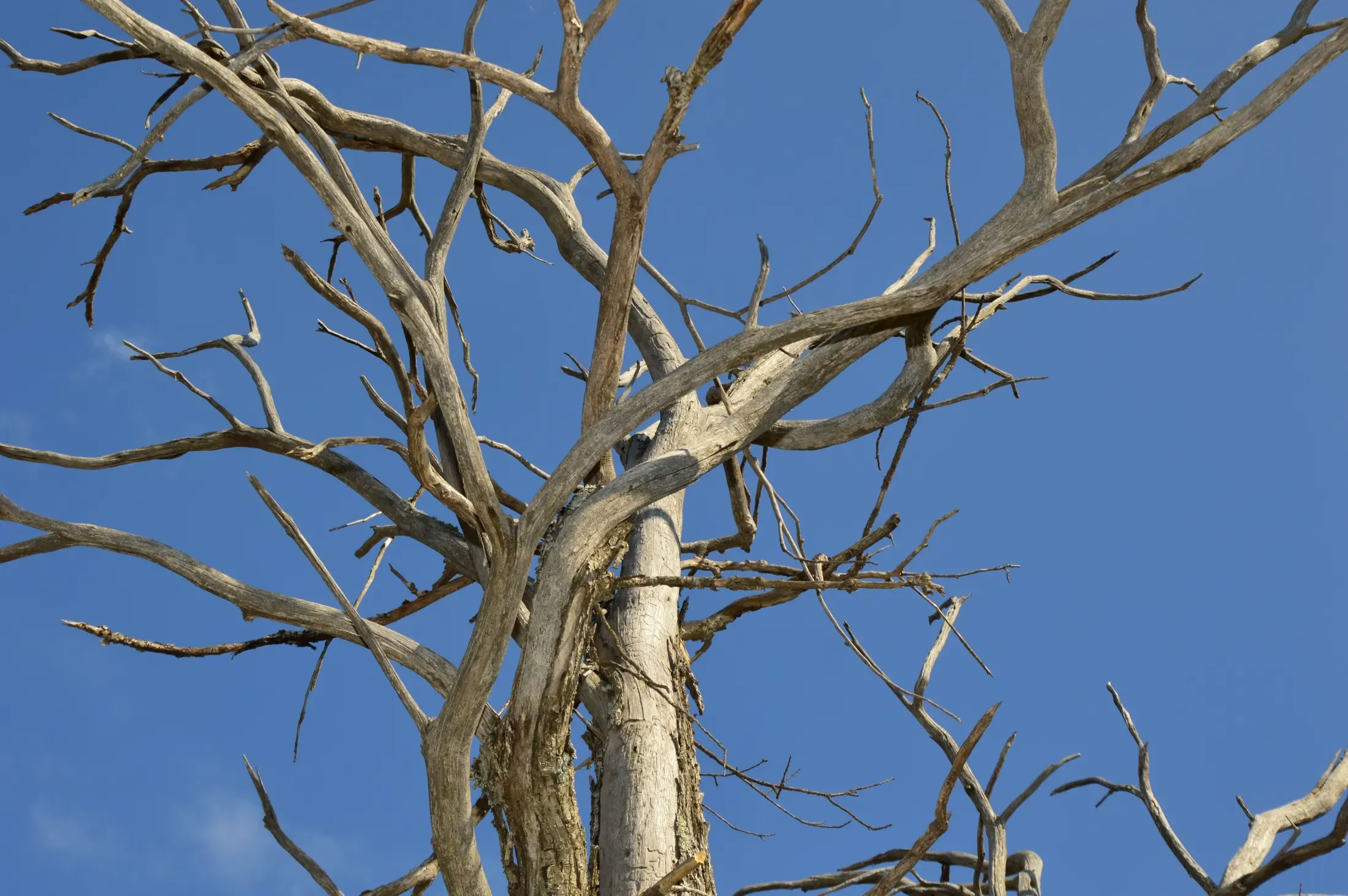 A withered tree with bare, leafless branches against a clear blue sky